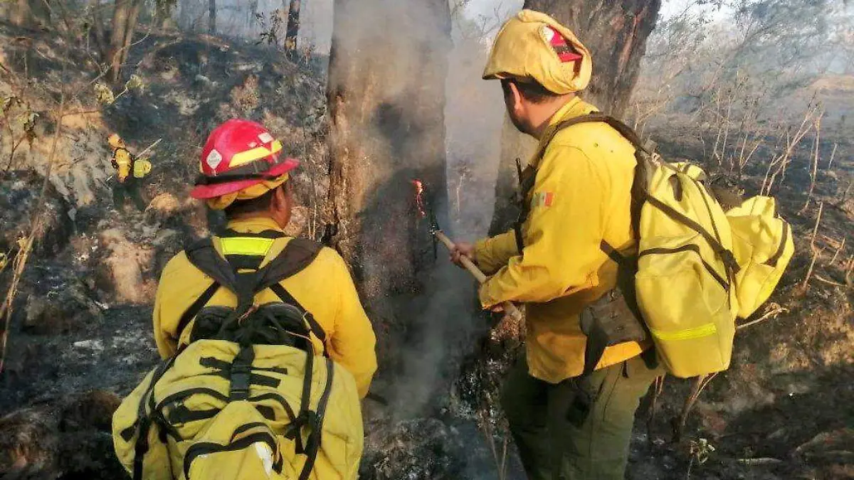 Trabajo brigadistas Bosque de la Primavera